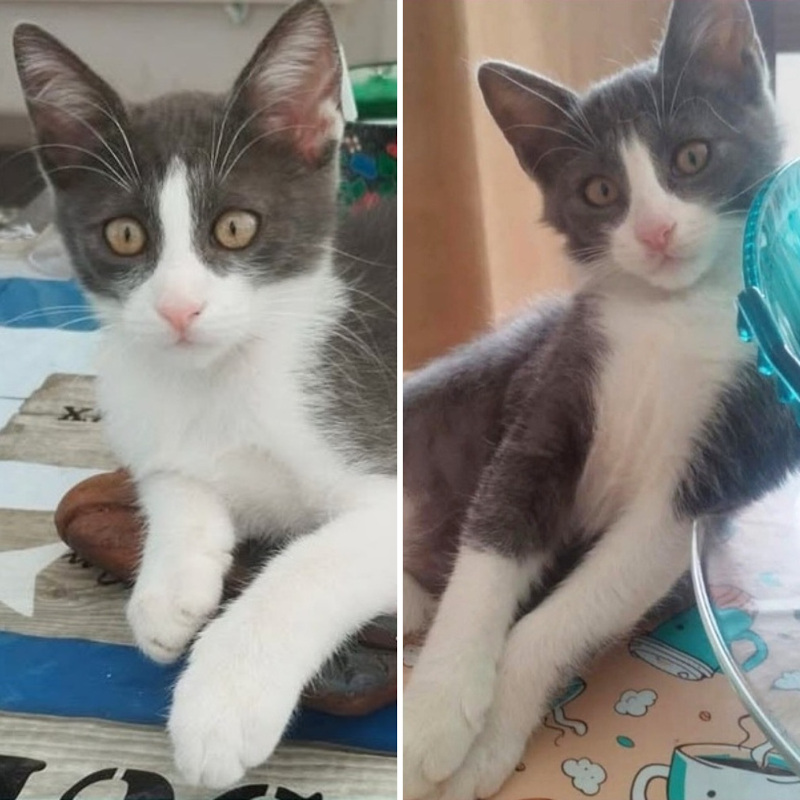 Willy e Luce, in cerca di adozione tramite Associazione Le Sfigatte