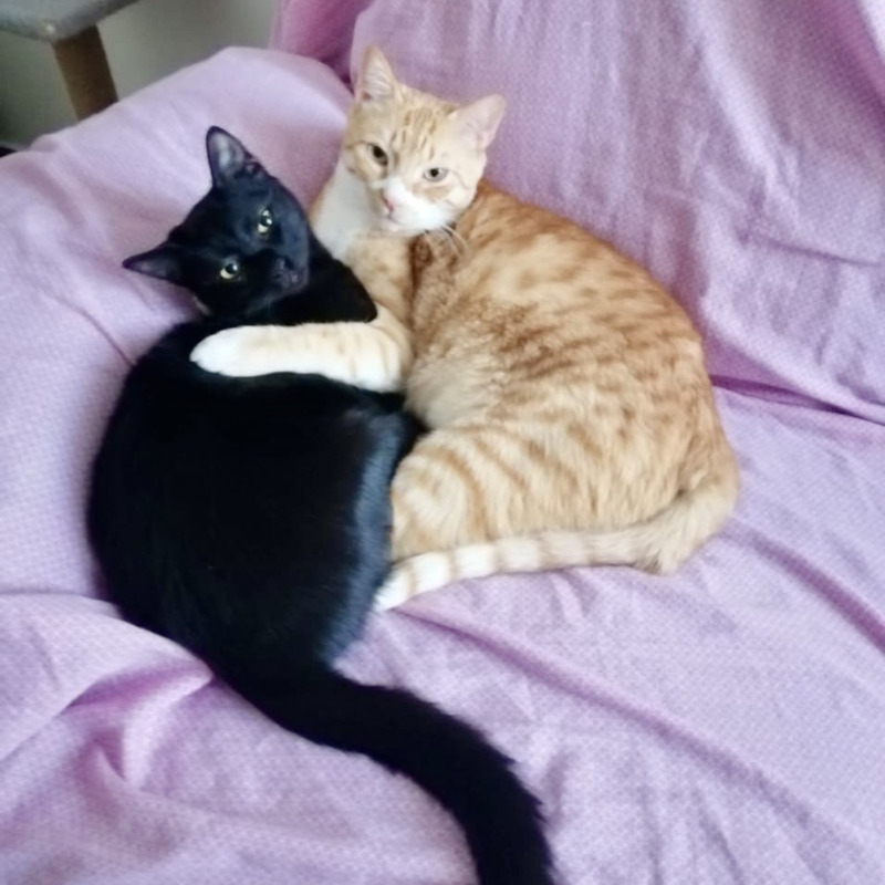 Zoe e Leo, in cerca di adozione tramite Associazione Le Sfigatte