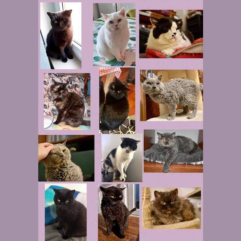 Ce l'abbiamo fatta: sono tutti adottati! - Associazione Le Sfigatte