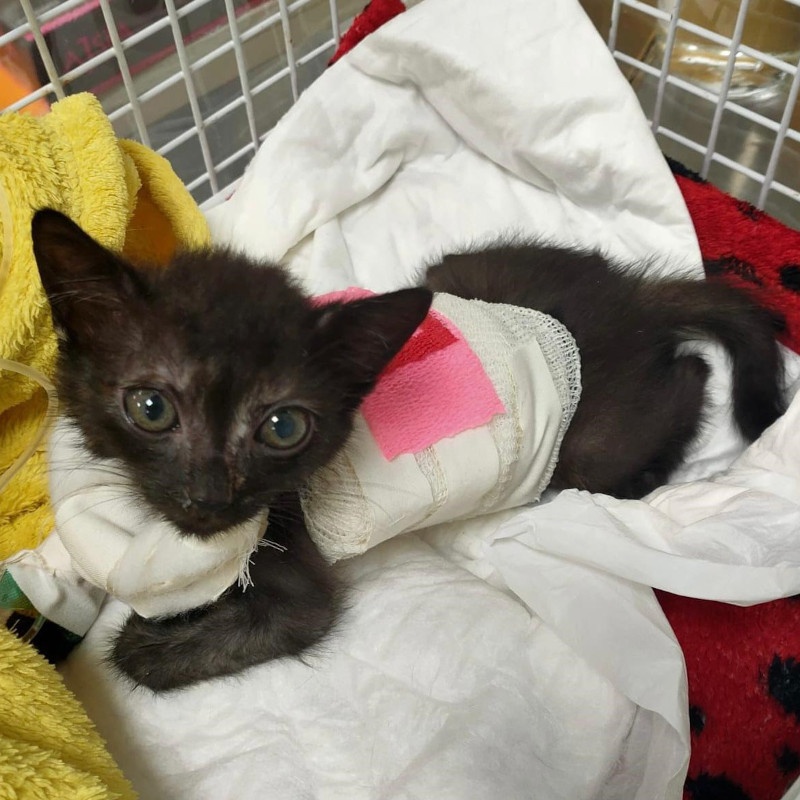 Batik è sopravvissuta all intervento! - Associazione Le Sfigatte