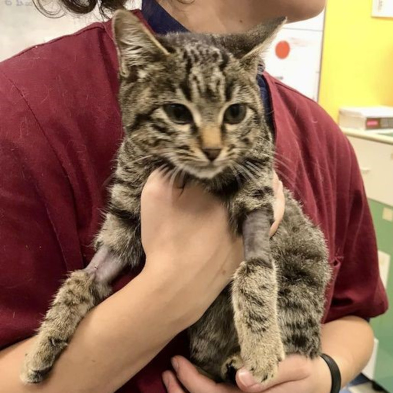 Aggiornamento Teddy - Associazione Le Sfigatte