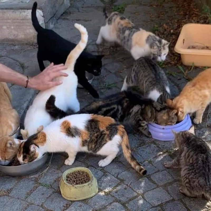 Emergenza cibo! Sfamiamo oltre 400 gatti di colonia, manteniamo a nostre spese l'80% dei gatti in stallo e aiutiamo molte gattare bisognose - Associazione Le Sfigatte