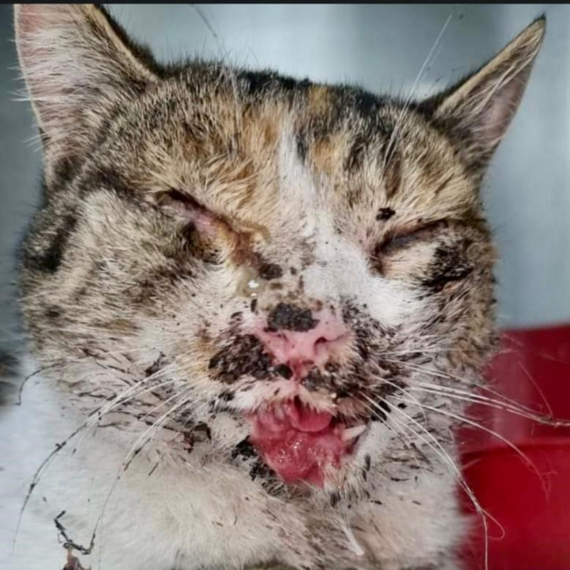 Masha: il miracolo a lunga percorrenza che si può compiere solo grazie a tutti voi - Associazione Le Sfigatte