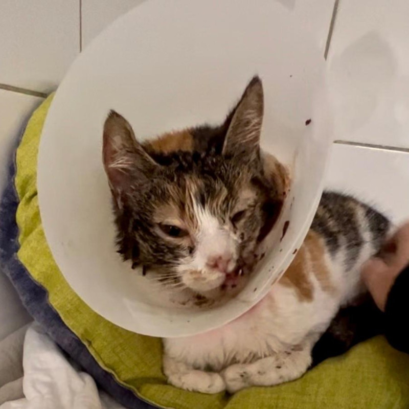 Aggiornamento Masha, mangia da sola e toglierà il sondino! - Associazione Le Sfigatte