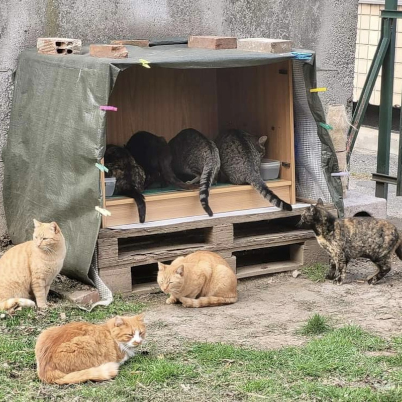 Cercasi urgentemente volontari per portare cibo alla colonia del parco della Pellerina (TO) solo un turno a settimana, preferibilmente nella mattinata - Associazione Le Sfigatte