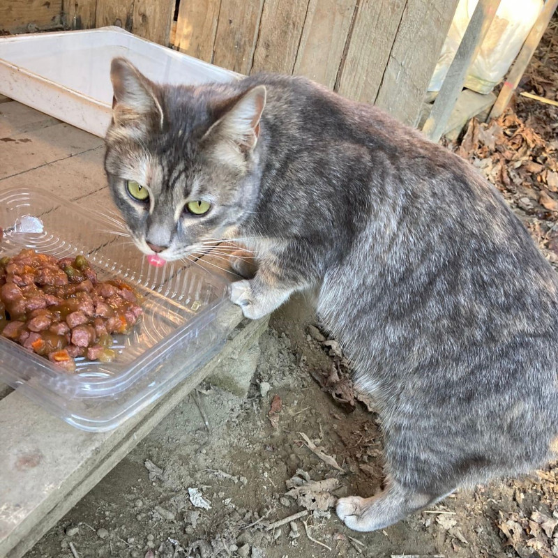 SOS Cibo! Non riusciamo a soddisfare tutte le necessità, ci date una mano? - Associazione Le Sfigatte