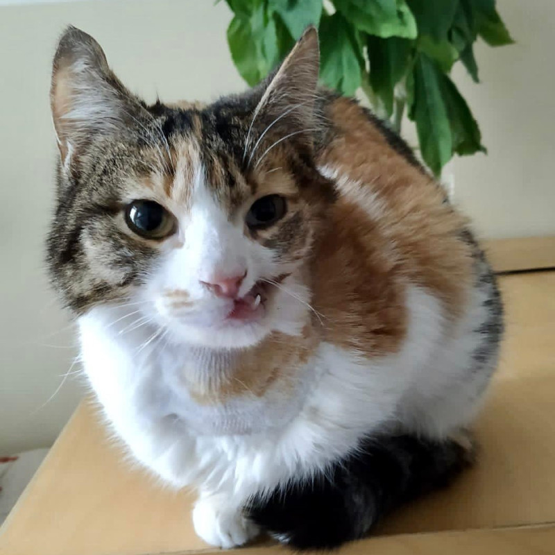 Masha.. ancora senza Orso - Associazione Le Sfigatte