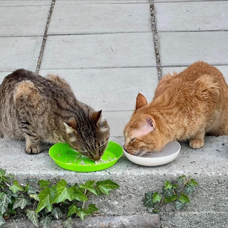 Ci date una mano con l'acquisto di qualche scatoletta? - Associazione Le Sfigatte