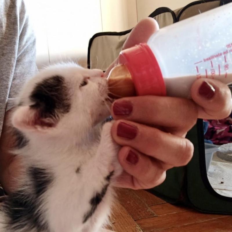 SOS Balie - Associazione Le Sfigatte