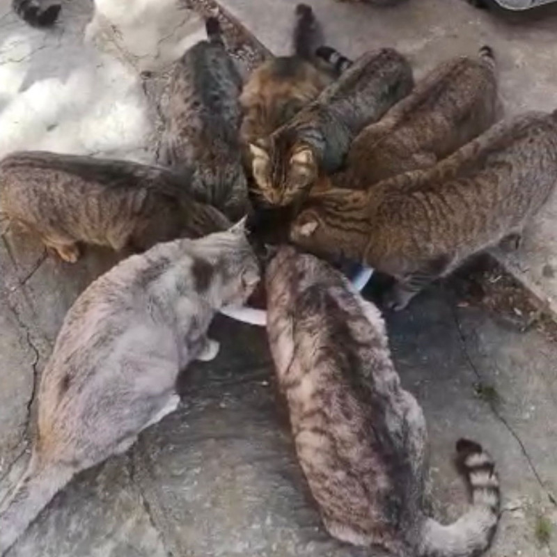 Parliamo di sterilizzazioni e iniziamo con le due liste dei comuni, quelli rispettosi delle leggi e quelli inadempienti sul tema prevenzione randagismo - Associazione Le Sfigatte