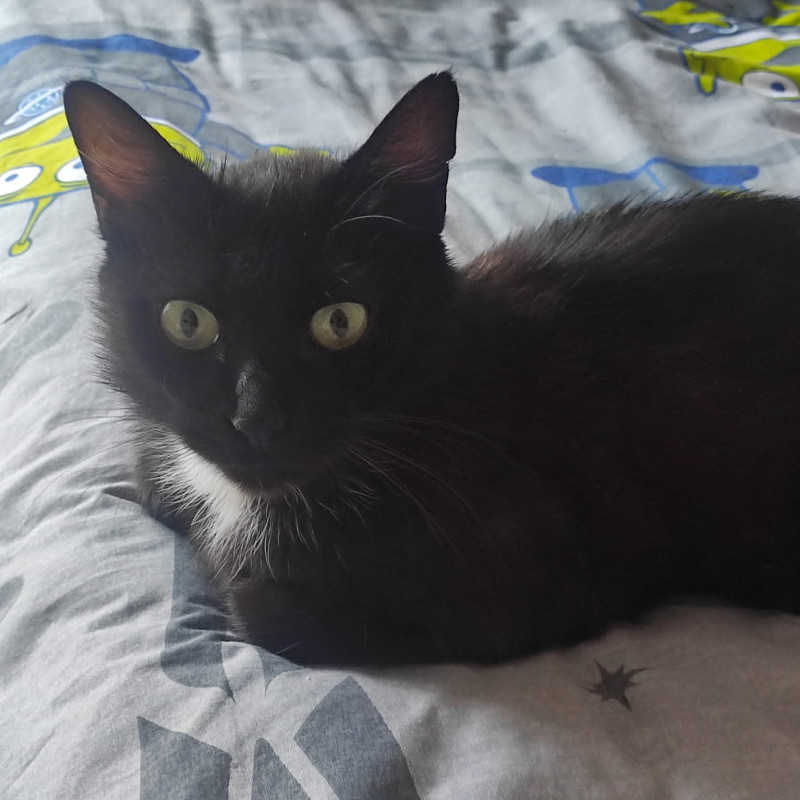 Stallo urgente - Associazione Le Sfigatte