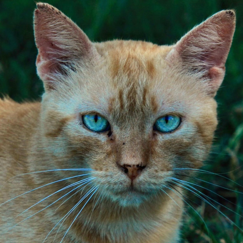 Guardatemi negli occhi… vi darò un ordine preciso che si fisserà nella vostra mente… - Associazione Le Sfigatte