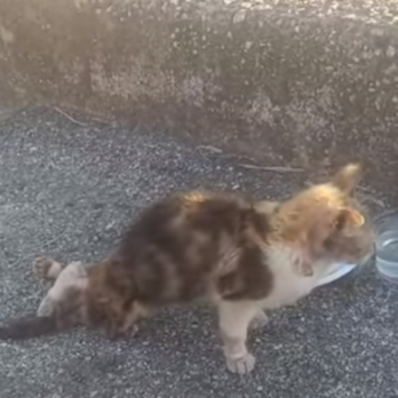 Calabria.. inferno estivo, nessuno si muove.. se non noi da Torino! Clara ha bisogno di Voi!!! - Associazione Le Sfigatte