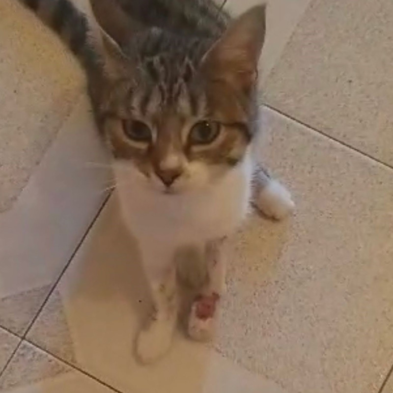 Nina dalla Sicilia con una zampa da amputare - Associazione Le Sfigatte