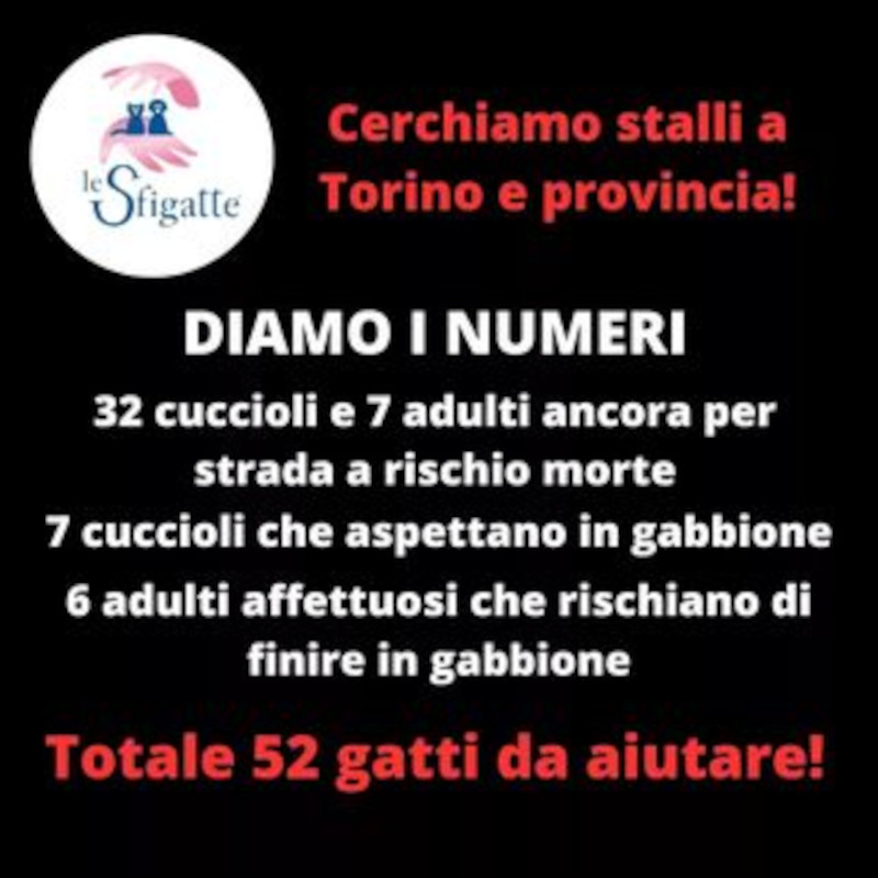 Appello urgentissimo per stalli su Torino e provincia!! (Cuccioli e adulti!!) - Associazione Le Sfigatte