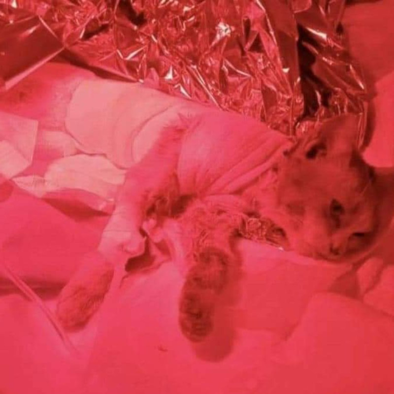 Leone e il suo regno sull'Arcobaleno - Associazione Le Sfigatte