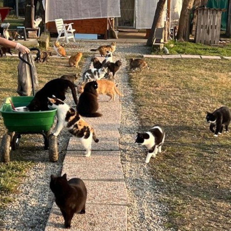 Ci aiutate donandoci un po' di cibo umido? - Associazione Le Sfigatte