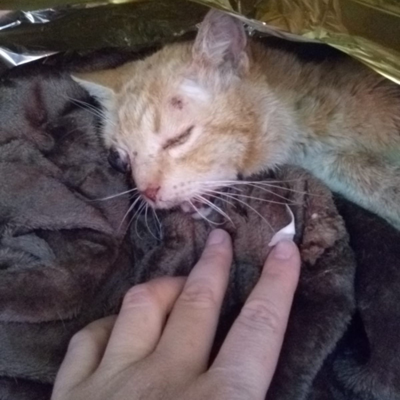 Carota/Occhiello non c’è più - Associazione Le Sfigatte