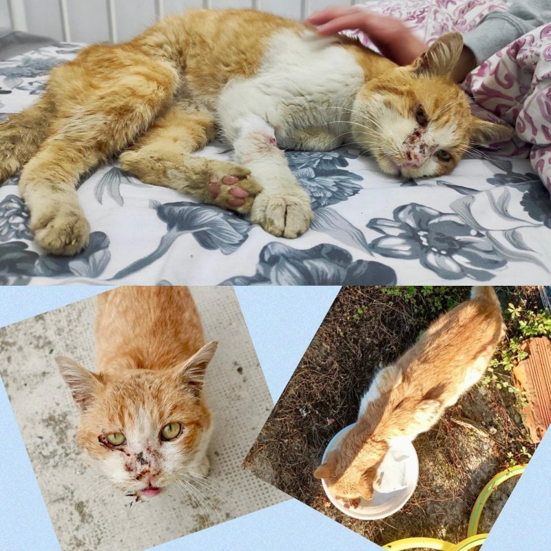 La sorpresa più dolce: Pasqualino e il gran finale - Associazione Le Sfigatte