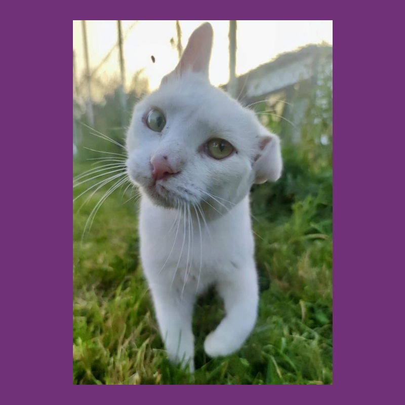 Tempo di 5x1000: i consigli di Romeo - Associazione Le Sfigatte