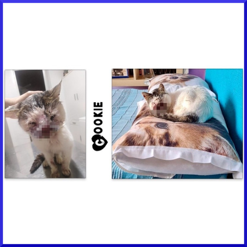 Buon ponte Cookie - Associazione Le Sfigatte