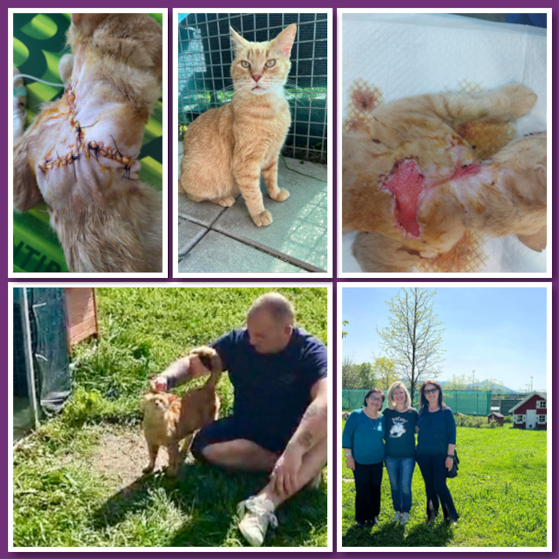 5x1000 gatti a cui cambiano la vita - Associazione Le Sfigatte