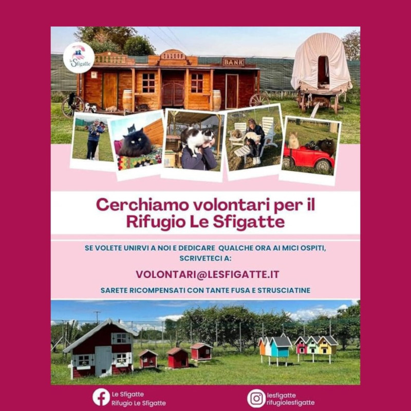 Vuoi vivere un'esperienza gratificante a contatto con i gatti e immersi nella natura, a due passi dalla città? - Associazione Le Sfigatte
