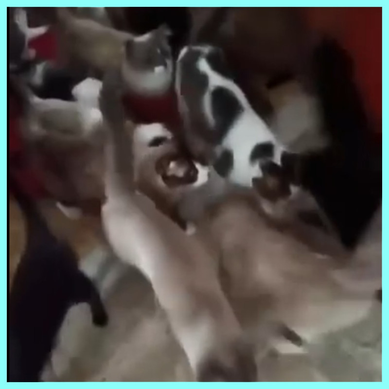 Il video parla da solo: situazione drammatica e raccapricciante - Associazione Le Sfigatte