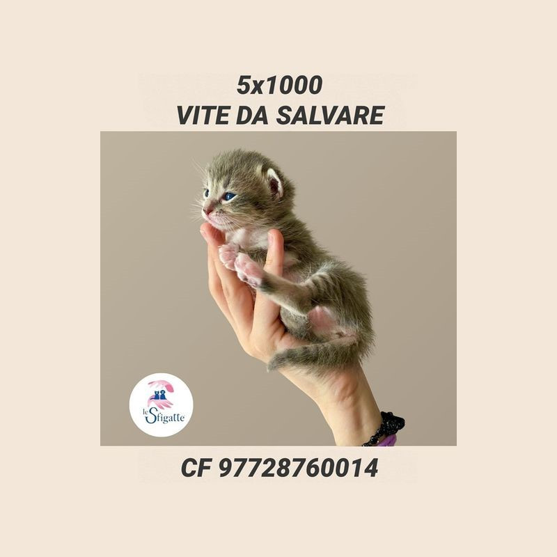 5x1000 motivi per donarlo all'Associazione Le Sfigatte - Associazione Le Sfigatte