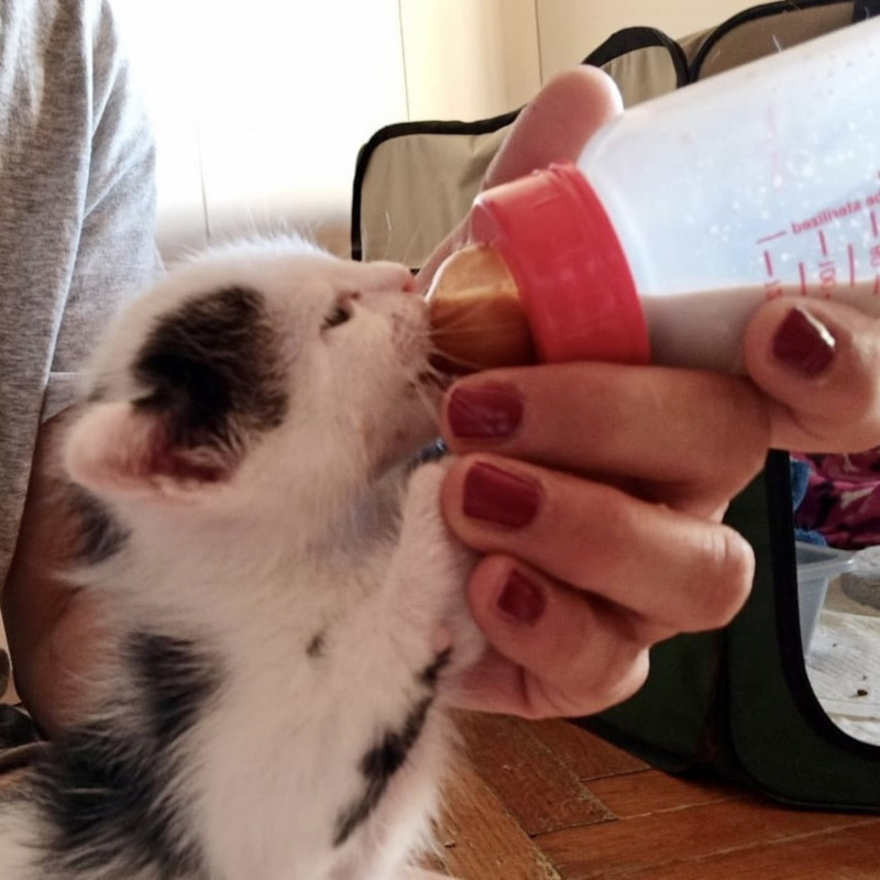 Abbiamo bisogno di balie! Torino e provincia - Associazione Le Sfigatte