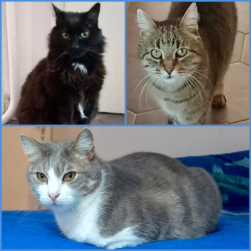 Puffo, Giorgi e Artù, gli invisibili: da soli da mesi in una mansarda, nell'indifferenza totale - Associazione Le Sfigatte