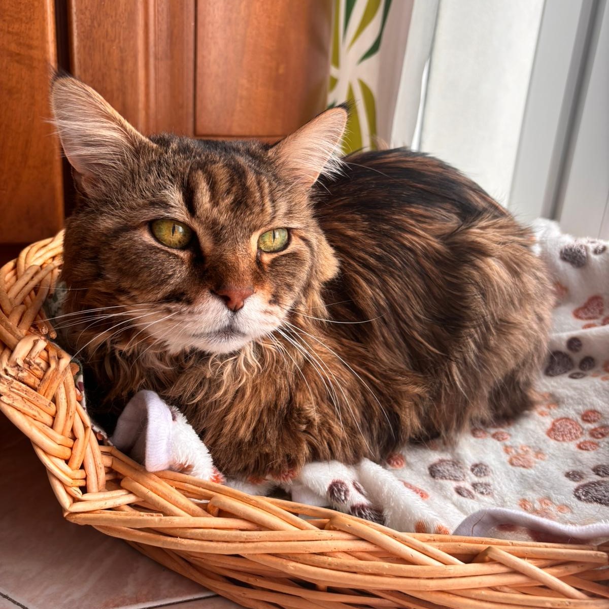 Cercasi stallo a tempo indeterminato su Torino e dintorni per Kant - Associazione Le Sfigatte