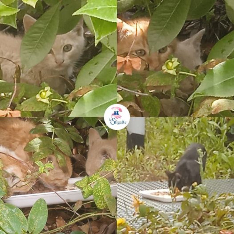 Cercasi stallo urgente per mamma gatta e tre cuccioli (Torino e provincia) - Associazione Le Sfigatte