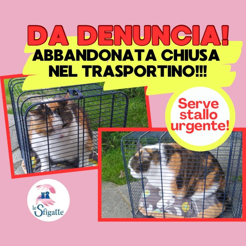 Abbandonata gatta chiusa nel trasportino! - Associazione Le Sfigatte