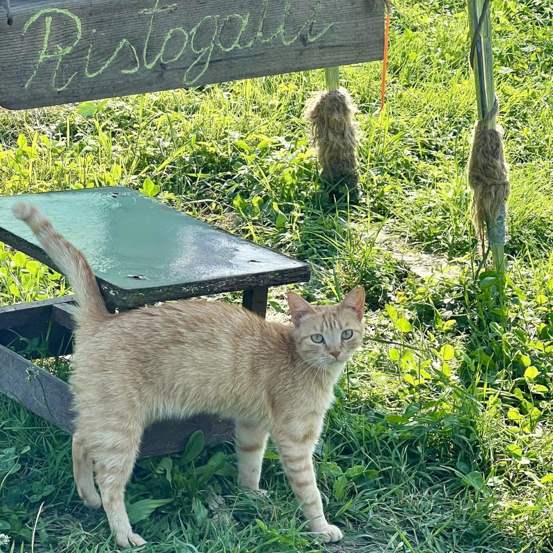 Emergenza cibo! Adozioni ferme e decine di adulti e cuccioli da mantenere, ci aiutate? - Associazione Le Sfigatte