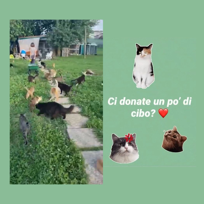 Ci donate un po di cibo? - Associazione Le Sfigatte