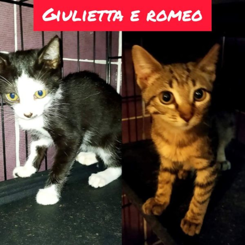 Disperazione totale - Associazione Le Sfigatte