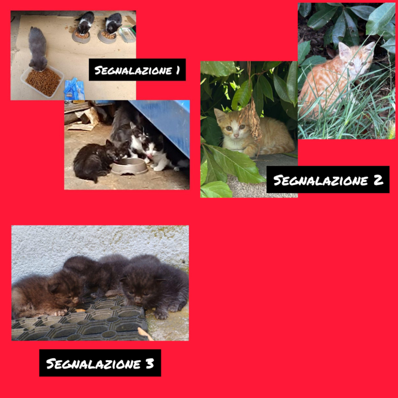 Inauguriamo una nuova rubrica serale: l'elenco (parziale) dei gatti che ci vengono segnalati e che non possiamo recuperare - Associazione Le Sfigatte