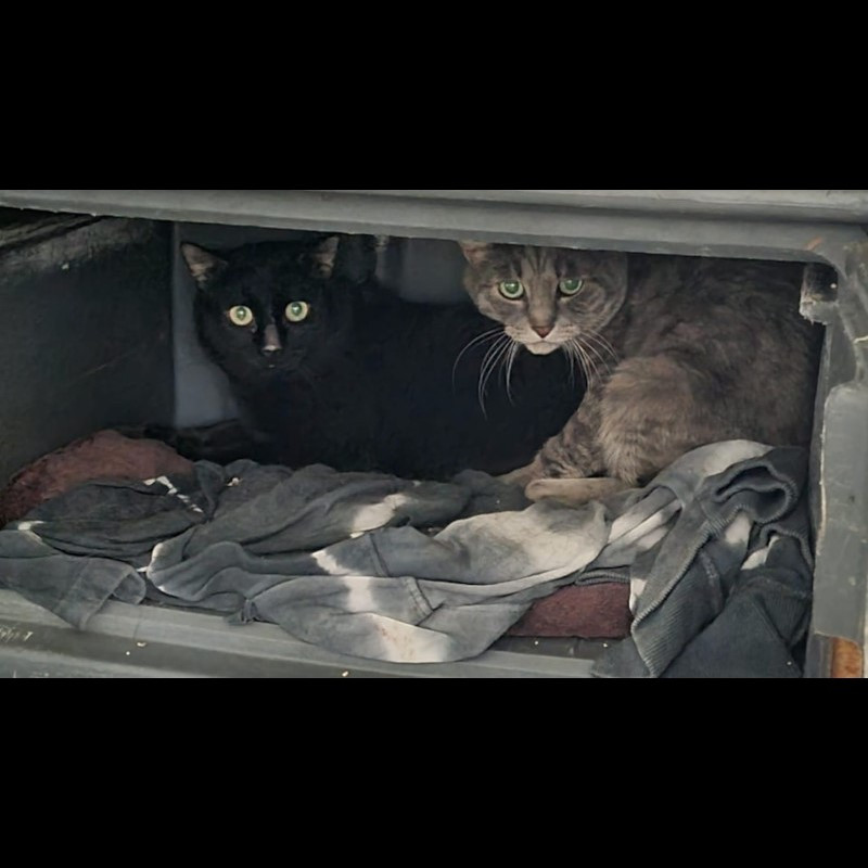 Due morti inevitabili, li dobbiamo avere tutti sulla coscienza - Associazione Le Sfigatte