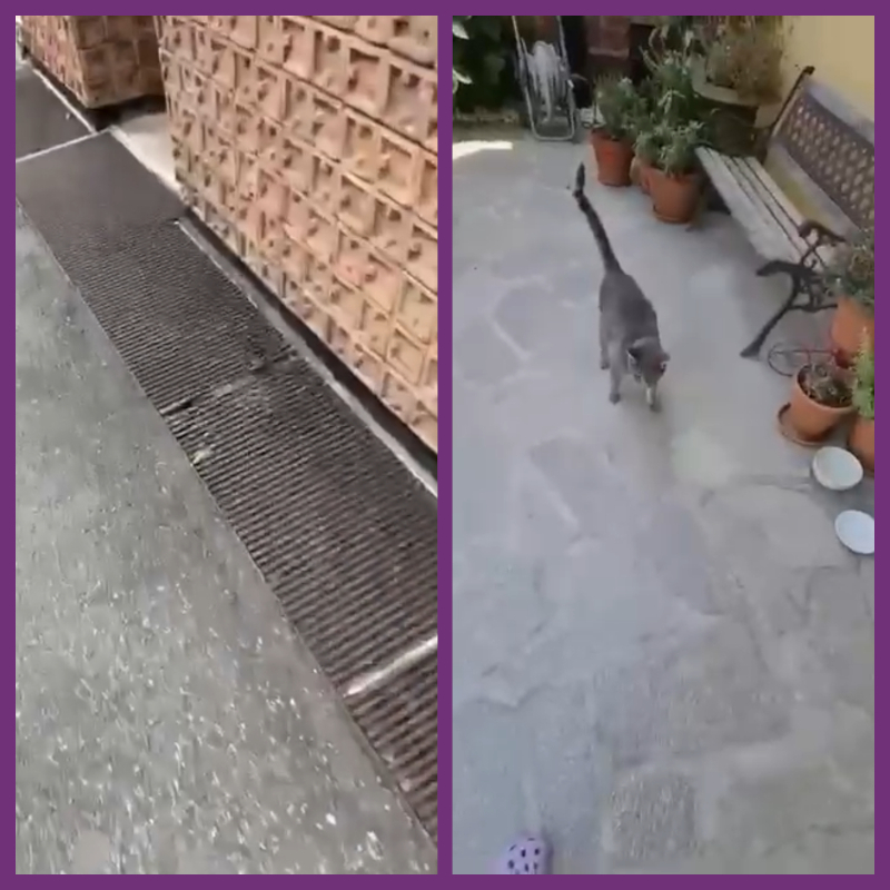 Continuano le segnalazioni per le quali non possiamo fare nulla - Associazione Le Sfigatte