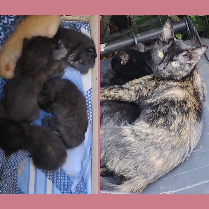 Altre segnalazioni per le quali siamo impotenti - Associazione Le Sfigatte