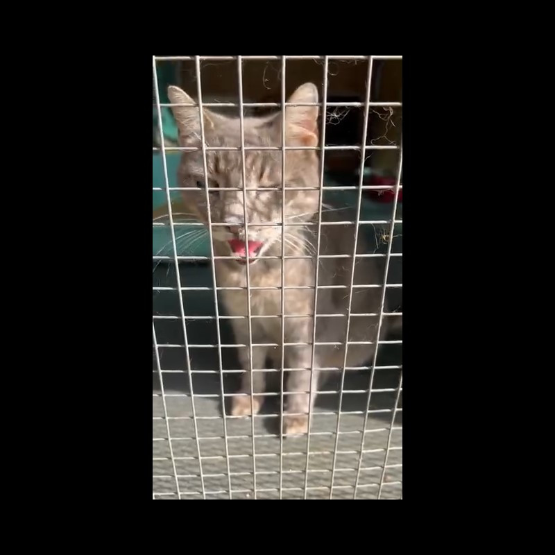 Gedeone: costrette a chiuderlo in un box del rifugio. Cerca uno stallo urgente! (Torino e dintorni) - Associazione Le Sfigatte