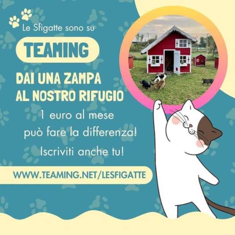 Conoscete Teaming? - Associazione Le Sfigatte