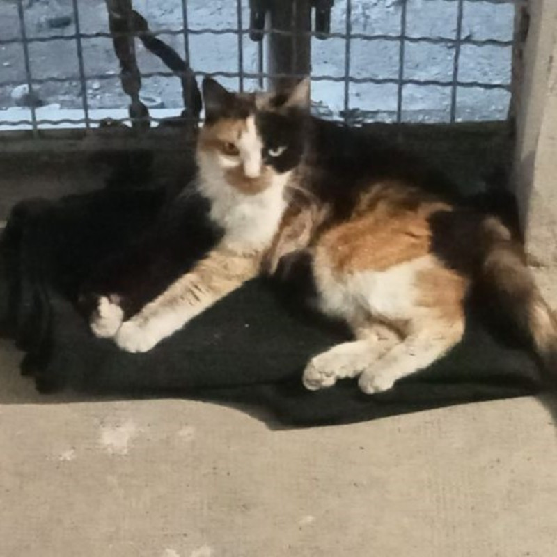 Terzo appello per lei in tre settimane. Non ha fatto breccia nel cuore di nessuno? - Associazione Le Sfigatte