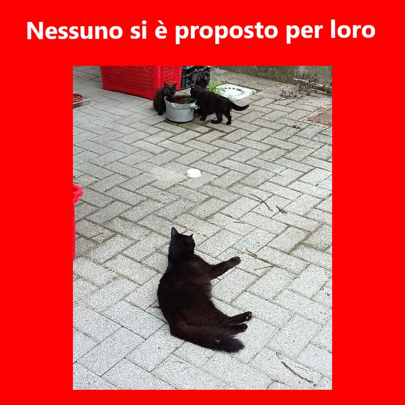 Ricerca stallo urgentissimo per mamma gatta e tre cuccioli (Torino e provincia) - Associazione Le Sfigatte