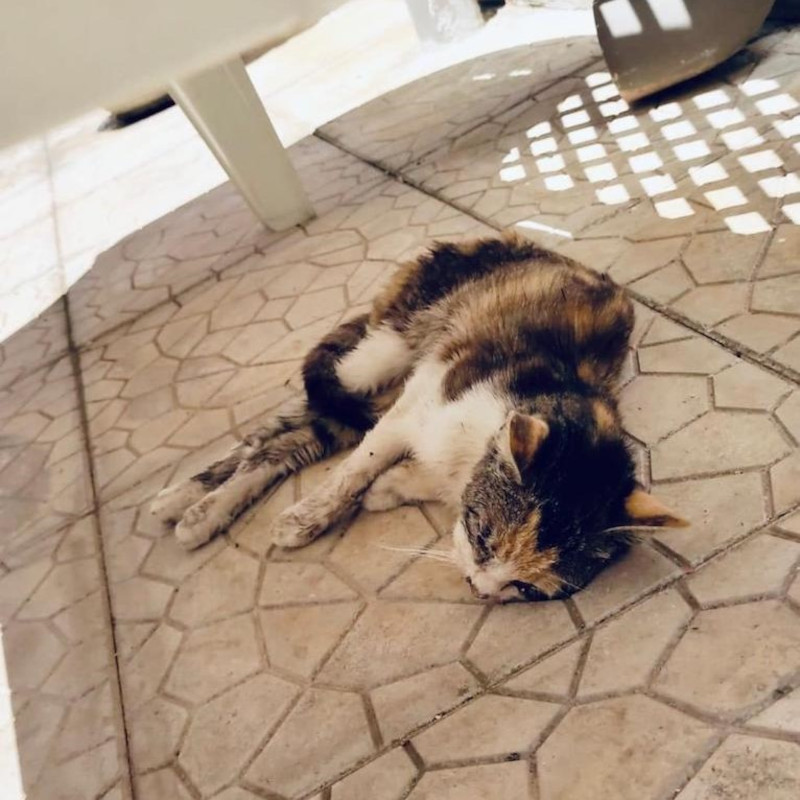 Micina investita a Carini (Palermo) e lasciata agonizzante sull'asfalto! - Associazione Le Sfigatte