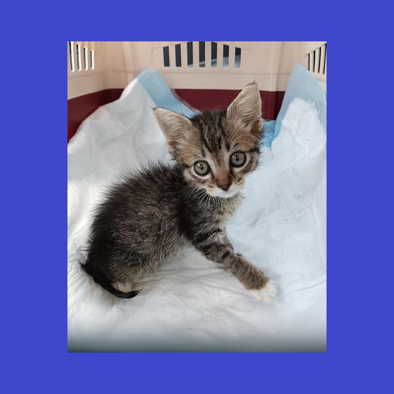 Snoopy: aiutateci a dargli la possibilità di diventare grande - Associazione Le Sfigatte