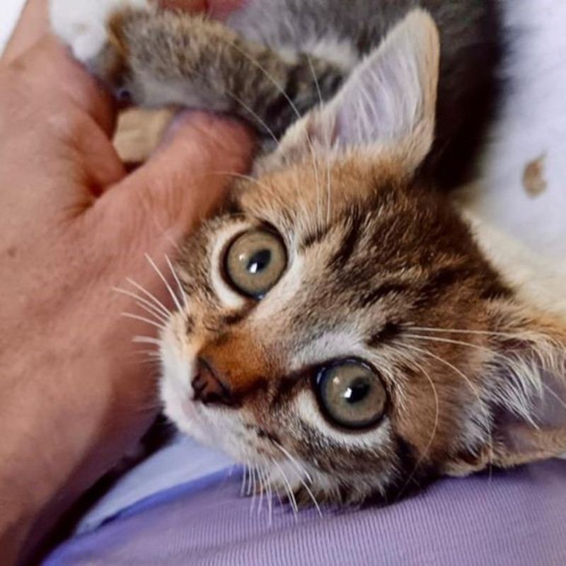 Piccolo aggiornamento Snoopy - Associazione Le Sfigatte