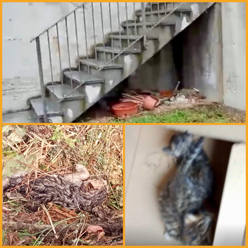 Urgentissimo! Qualcuno che possa fare la differenza tra la vita e la morte di questi cuccioli? - Associazione Le Sfigatte