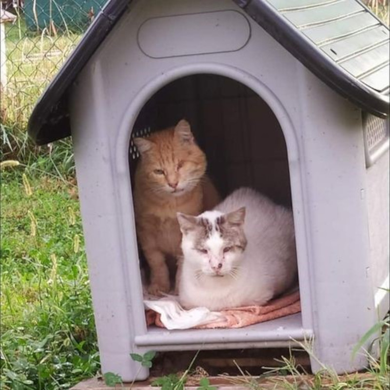 AAA Cercasi copertine di pile (e traversine igieniche) - Associazione Le Sfigatte